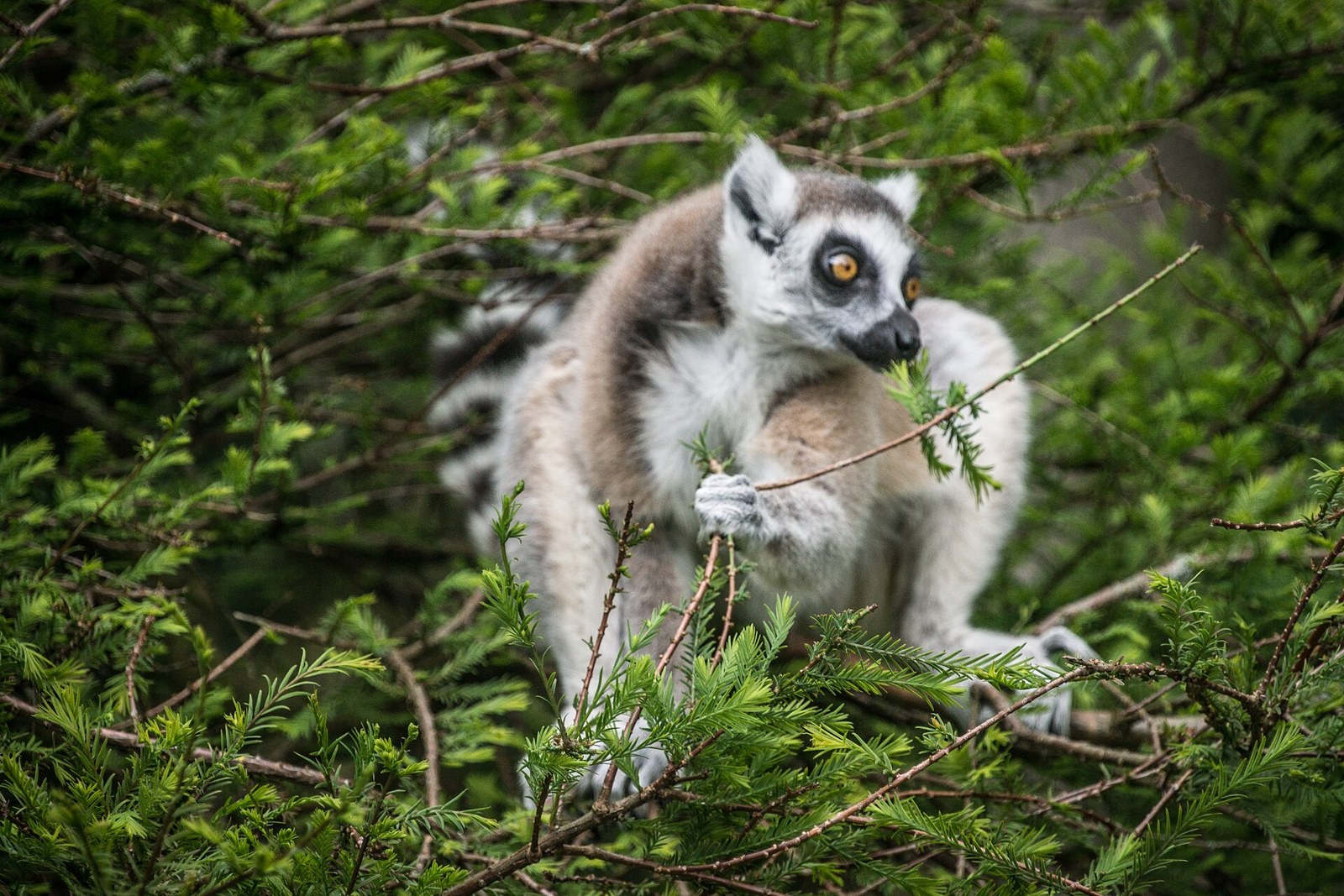 Ring-tailed lemur at Fota Wildlife Park