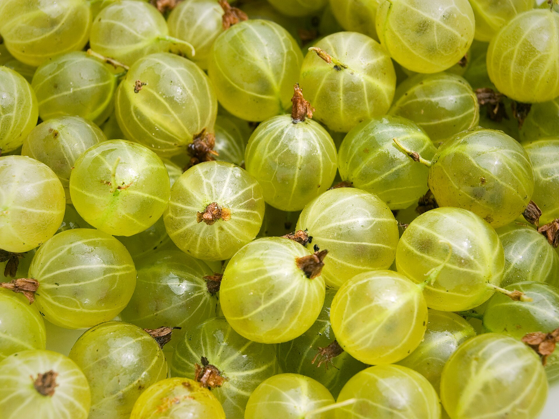 Fresh ripe gooseberries, pale green and translucent, piled together, ready to be topped and tailed for a gooseberry and elderflower fool