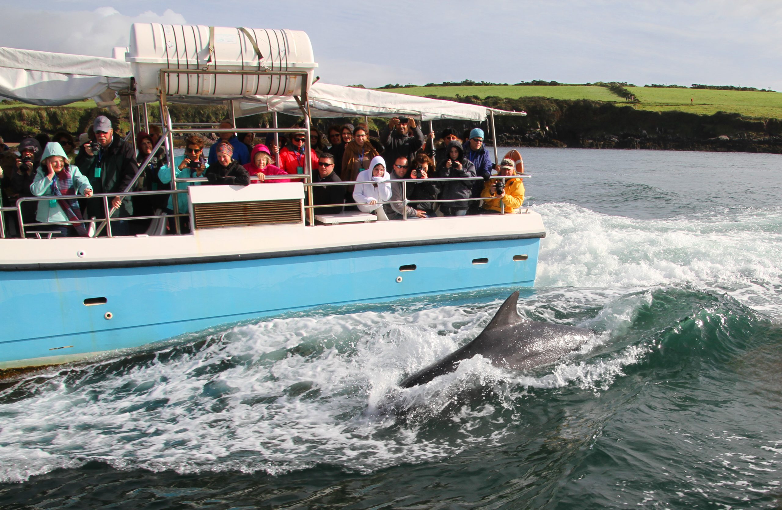 Fungie the bottlenose dolphin surfacing beside a Dingle Boat Tours vessel in Dingle Harbour, County Kerry