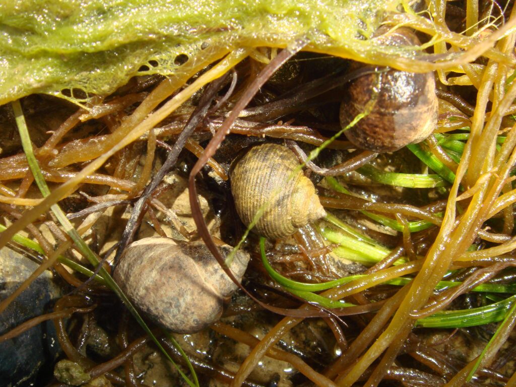 Live periwinkles (Littorina littorea) clinging to seaweed-covered rocks on the Irish shoreline, the traditional source for the dish before boiling