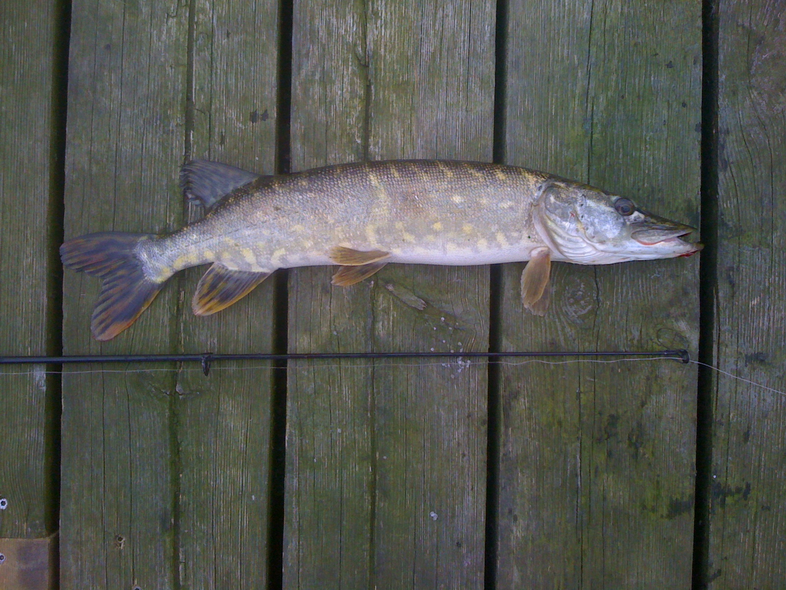 A pike (Esox lucius) caught from an Irish lake, the same freshwater predator fish used in the Lough Derg baked pike recipe