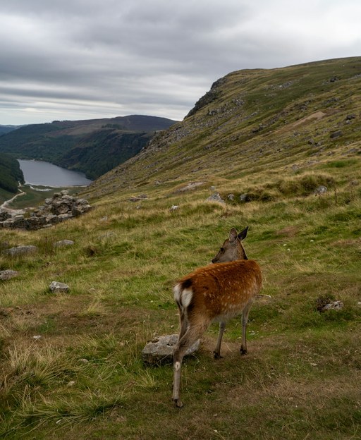 A young deer on a Wicklow hillside looking out over a lake
