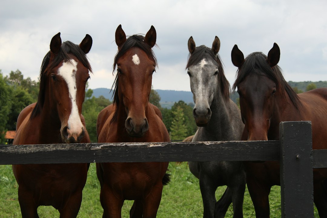 The Irish National Stud Was Built on Astrology — and It Produced a Derby Winner